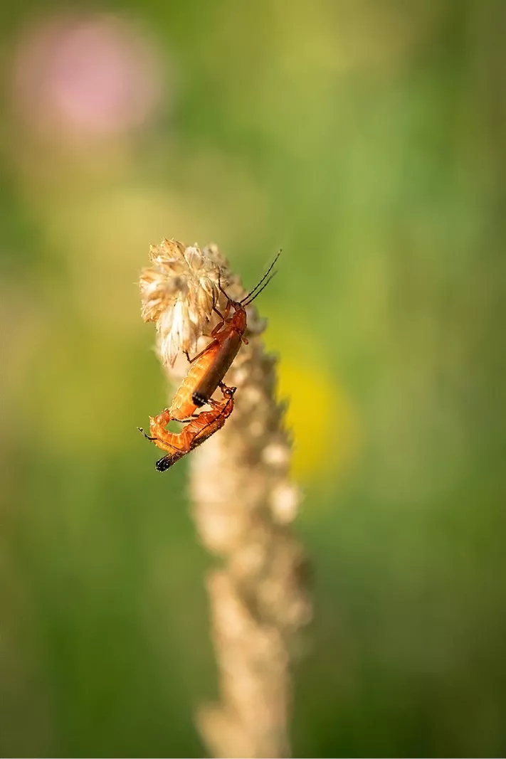 Twee oranjerode weekschildkevers paren op een lichte grasaar