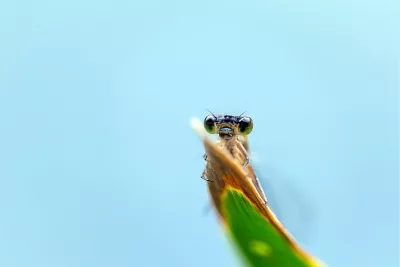 Nieuwsgierige waterjuffer kijkt in de lens, de foto