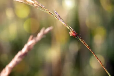 Felrood insectje op sierlijk gras, de foto