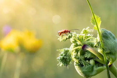 Rode weekschildkever balanceert op een sprietje, de foto