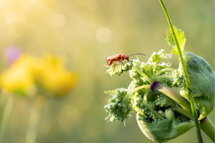 Rood soldaatje loopt over een groene bloemknop van een schermbloem