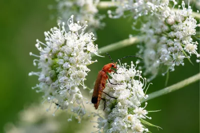 Rood soldaatje op een witte schermbloem, de foto