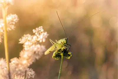 Sierlijke snip in het riet, de foto
