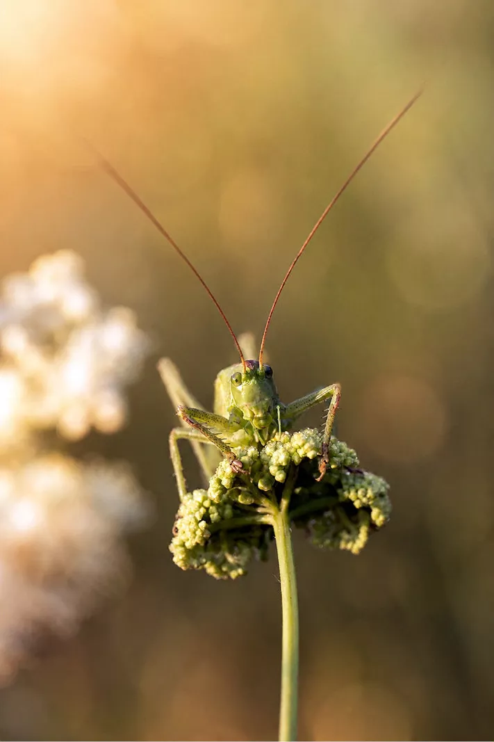 Een close-up van een grote groene sabelsprinkhaan die over de rand van een witte bloem kijkt, met lange voelsprieten die afsteken tegen het warme zonlicht.