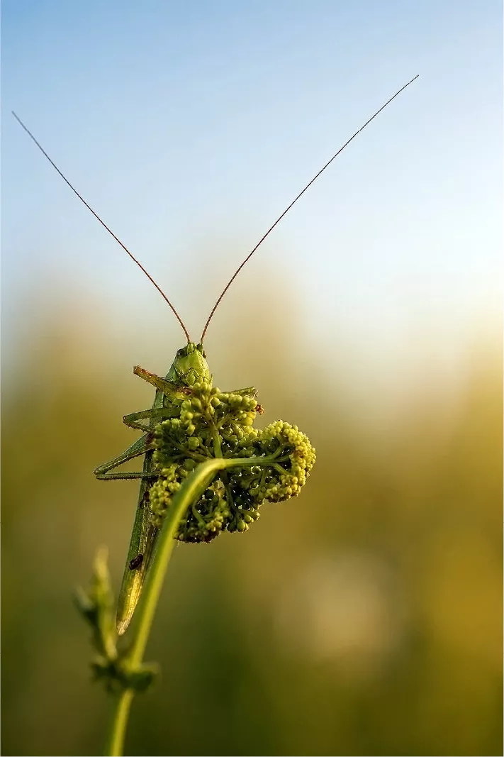 Een scherpe en symmetrische frontale foto van een groene sabelsprinkhaan die over de rand van een bloem gluurt, met zijn lange voelsprieten in de lucht.