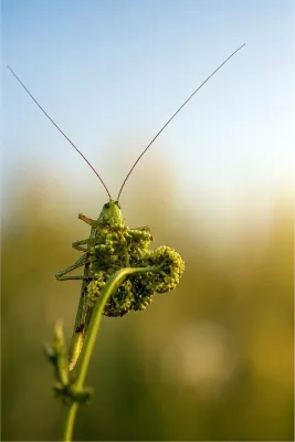 Grote groene sprinkhaan bekijkt de wereld, de foto