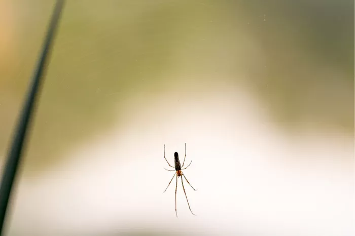 Klein spinnetje met lange poten zweeft in een licht, bijna leeg vlak