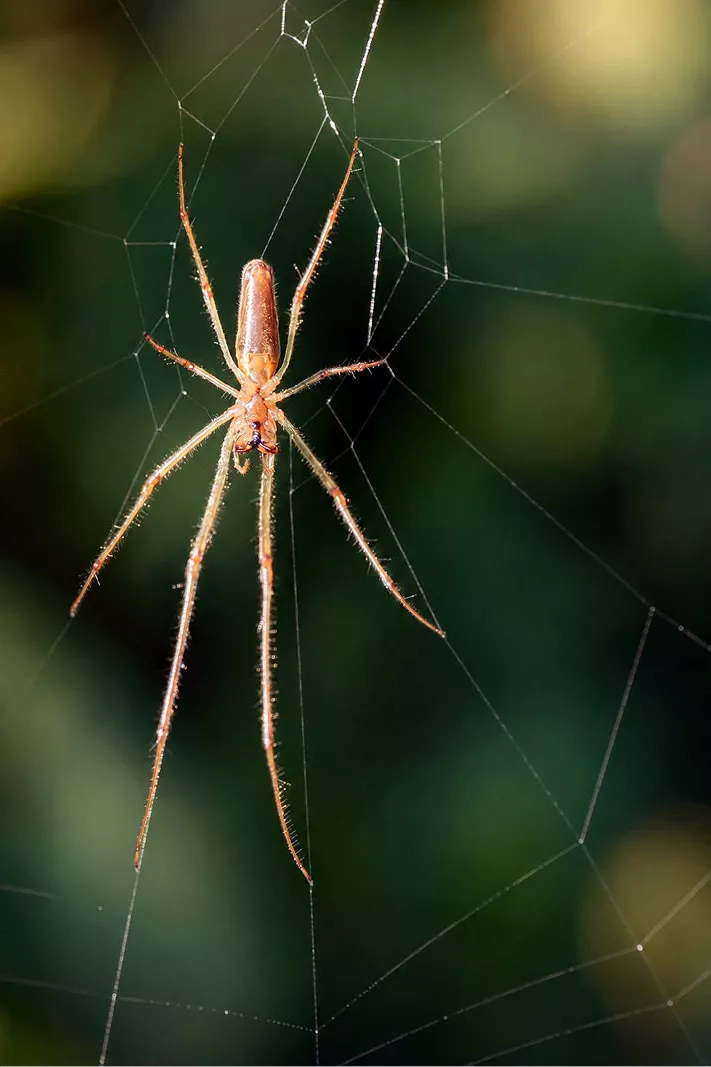 Een haarscherpe foto van een grote strekspin met lange poten die zich bevindt op de fijne draden van haar net gesponnen spinnenweb.