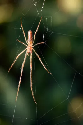 Gedetailleerde strekspin weeft haar web, de foto