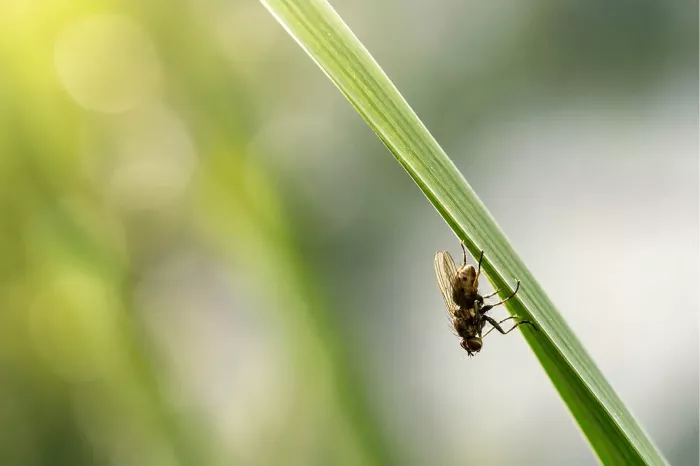 Vlieg ondersteboven aan een diagonale groene grasspriet in zacht licht