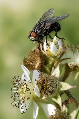 Dorstige vlieg blaast een dauwdruppel, de foto