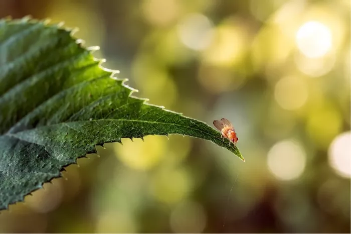 Een foto vol detail van een microscopisch klein, oranje vliegje dat rust op het scherpe puntje van een gekarteld donkergroen blad.
