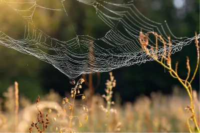 Zwaargeweven spinnenweb met heldere dauwdruppels, de foto