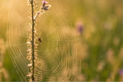 Sierlijk spinnenweb in het warme ochtendlicht, de foto