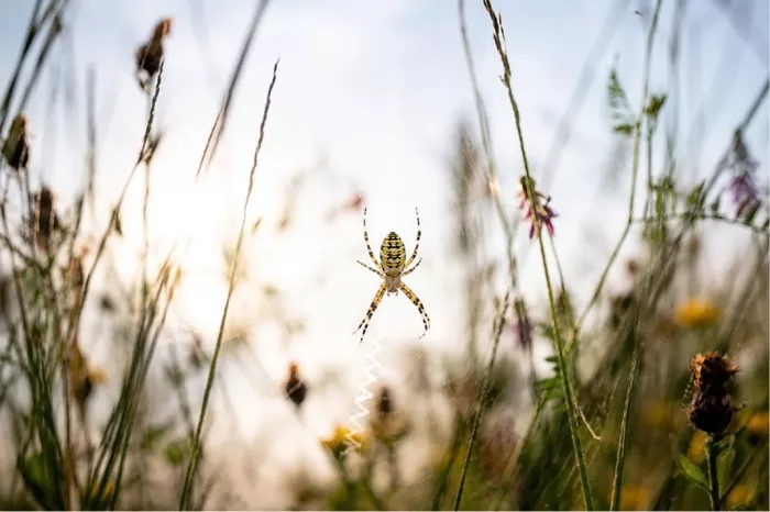 Een detailopname van een wespspin, waarbij goed het bijzondere zig-zag patroon (het stabiliment) in haar web te zien is, tegen een wazige, kleurrijke weide-achtergrond.