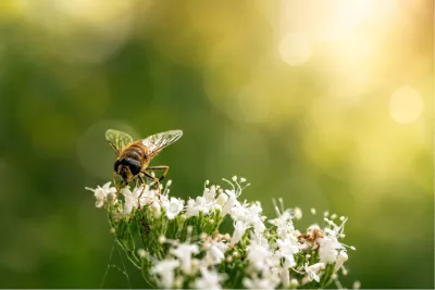 Zweefvlieg op de fijne bloemen van valeriaan, de foto