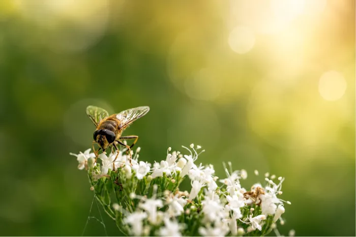 Een sfeervolle macrofoto van een kleine gestreepte zweefvlieg die zich voedt op de fragiele, witte stervormige bloemetjes (mogelijk echte valeriaan).