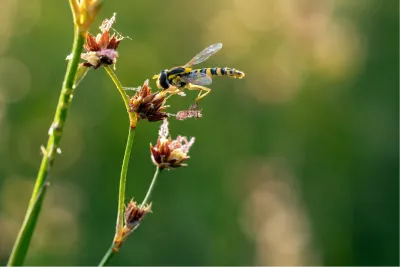 Gestreepte zweefvlieg op verdroogde bloemen, de foto