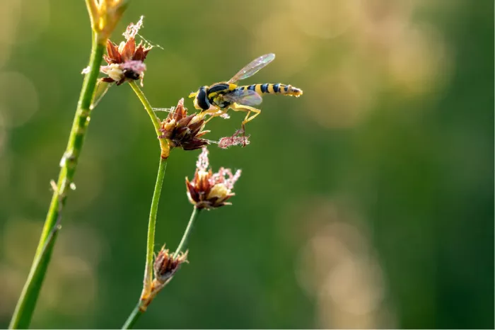 Een scherpe en gedetailleerde macrofoto van een zweefvlieg die zich tegoed doet aan de verdroogde knoppen van een stengel, belicht door een zachte achtergrond.