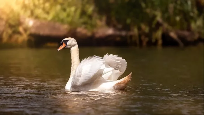 Een prachtige witte zwaan glijdt kalm door het water en baadt in het gouden namiddaglicht, met de donkere oevers onscherp op de achtergrond.