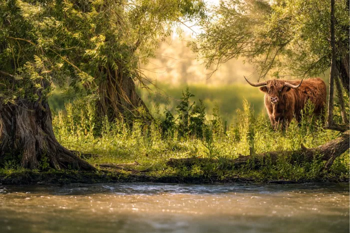 Een schilderachtig landschap waarin een roodbruine Schotse hooglander in de schaduw van een grote wilg rust aan de oever van een rivier.