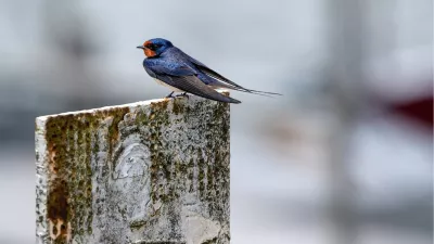 Boerenzwaluw rust op een roestige paal, de foto