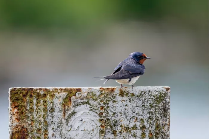 Een haarscherpe foto van een boerenzwaluw met een prachtige blauwe glans over zijn verenkleed, zittend op een ruwe betonnen muur of rand.
