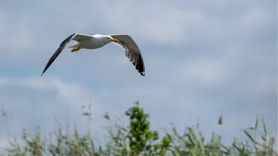 Grote meeuw in vlucht boven het riet, de foto