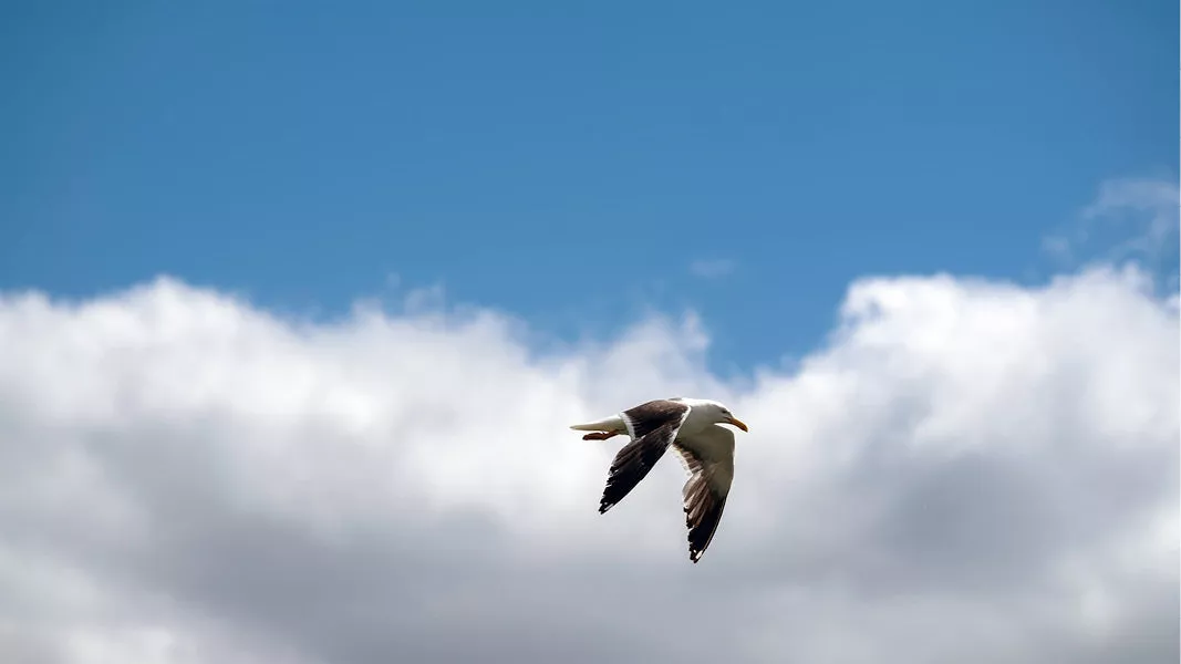 Een prachtige opname van een zilvermeeuw of mantelmeeuw in volle vlucht, met een contrastrijke blauwe lucht en een grote witte wolk op de achtergrond.