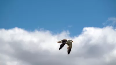 Zilvermeeuw zeilend door de wolken, de foto