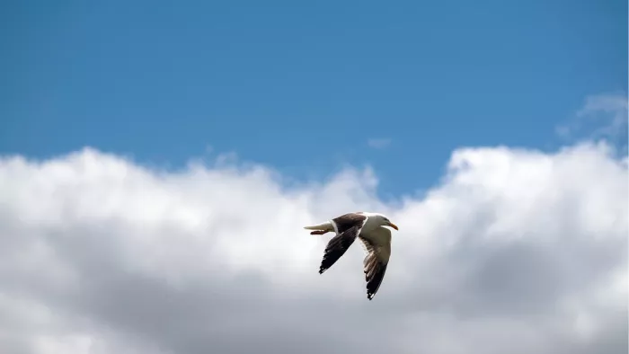 Een prachtige opname van een zilvermeeuw of mantelmeeuw in volle vlucht, met een contrastrijke blauwe lucht en een grote witte wolk op de achtergrond.