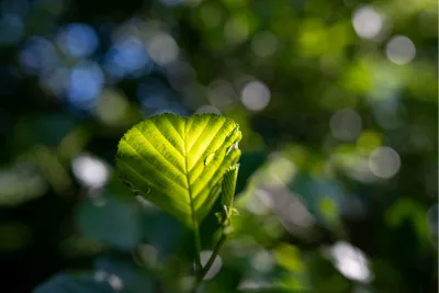 Oplichtend groen blad in de zon, de foto
