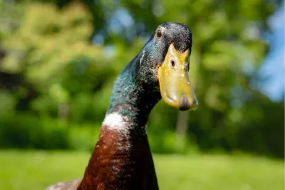 Nieuwsgierige eend kijkt in de camera, de foto
