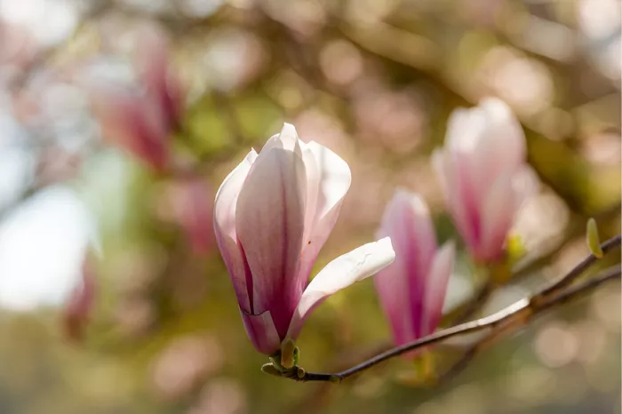 Een warm en romantisch lentebeeld van een zachtroze magnolia die begint te bloeien op de tak, badend in zacht licht.