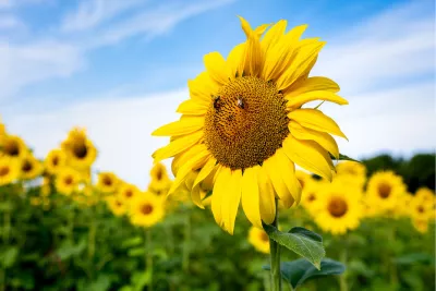 Bij op de Zonnebloem, de foto