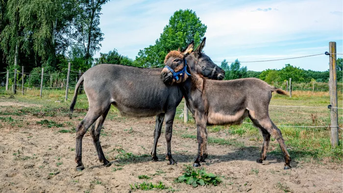 Twee grijze ezels leunen met de hoofden tegen elkaar in een omheind weiland