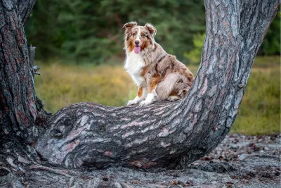 Hond op de Boomstam, de foto