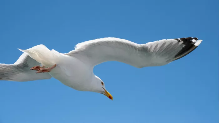 Zilvermeeuw in duikvlucht met gestrekte vleugels tegen een strakblauwe lucht