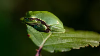 Boomkikker op het Blad, de foto