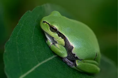 Blik van de Boomkikker, de foto
