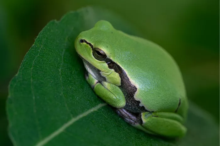 Boomkikker van dichtbij op een donkergroen blad met zichtbare huidtextuur