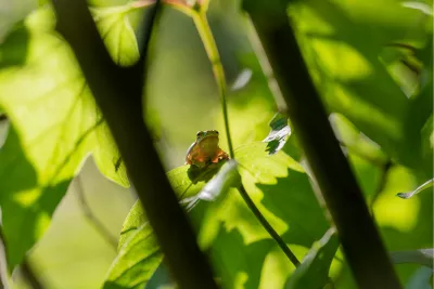 Verscholen in het Groen, de foto