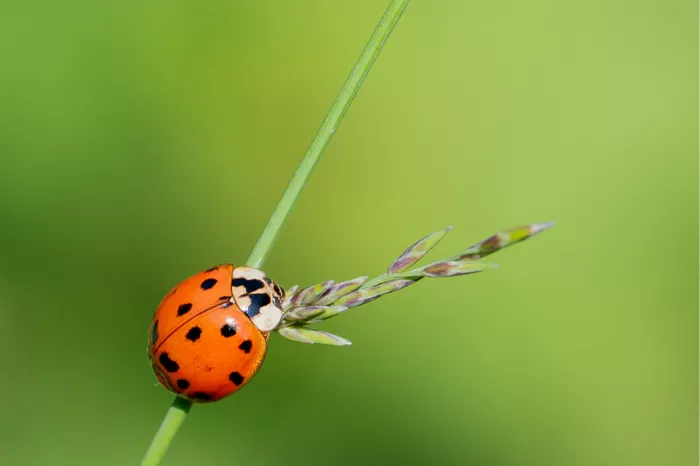 Oranje lieveheersbeestje met zwarte stippen op een grasspriet met aar