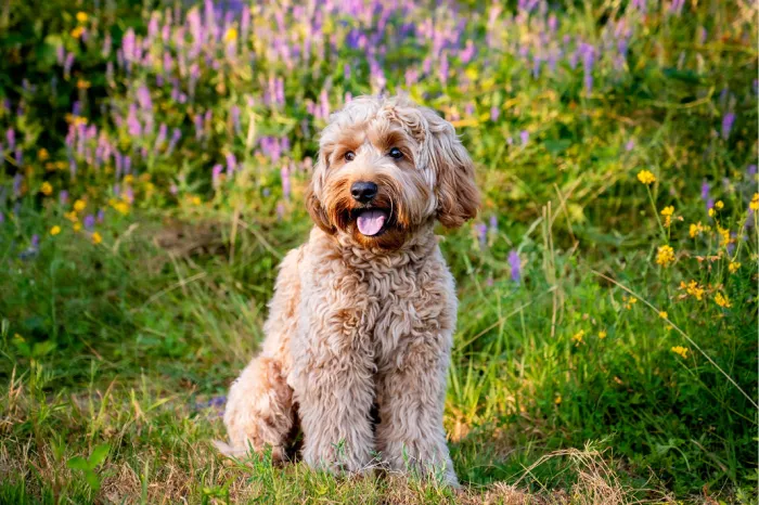 Krullende blonde hond zit met open bek tussen paarse en gele wilde bloemen