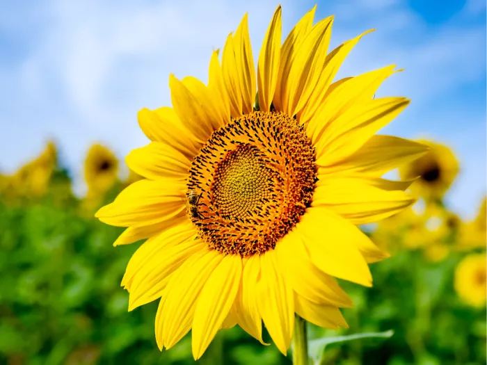 Grote zonnebloem met een bij op het hart voor een veld vol zonnebloemen