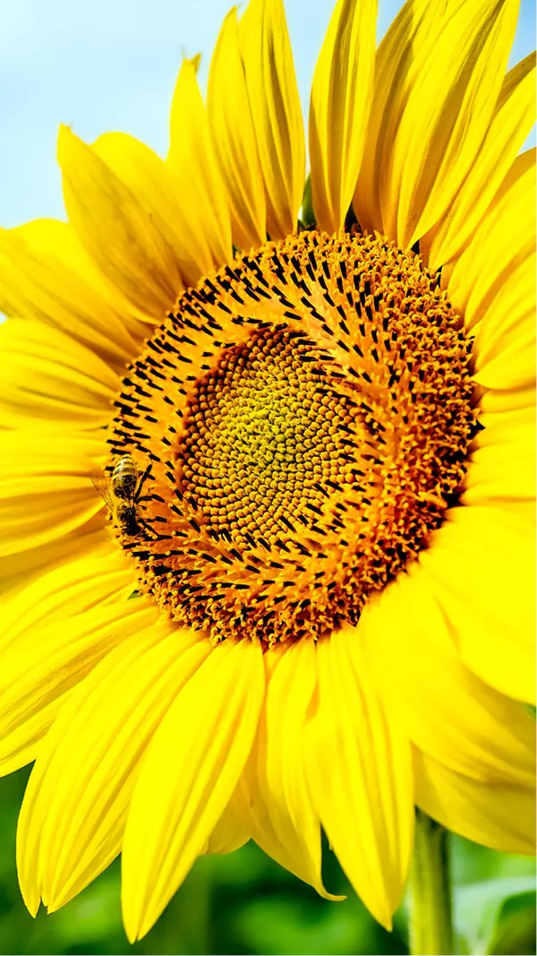 Zonnebloem in extreme close-up toont het bloemhart met een bij tussen de meeldraden, omgeven door felgele bloembladen die de volledige hoogte van het beeld vullen.