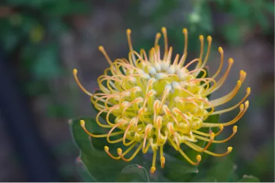 Leucospermum, de foto