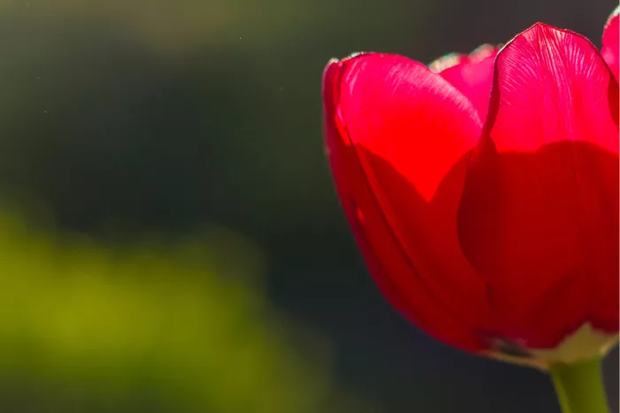 Rode tulp in tegenlicht aan de rechterkant van het beeld, tegen een donkere, wazige groene achtergrond
