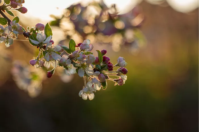 Tak met wit-roze bloesem en roze knopjes in warm tegenlicht, met een wazige achtergrond