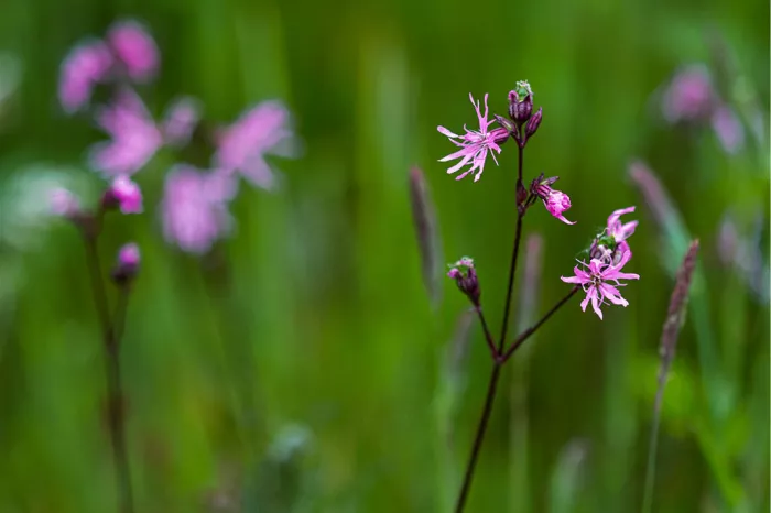 Roze koekoeksbloem op een dunne stengel, scherp tussen wazige roze bloemen en groen gras